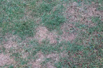 Evidence by way of brown spots of the lawn where leatherjacket grubs have been feeding